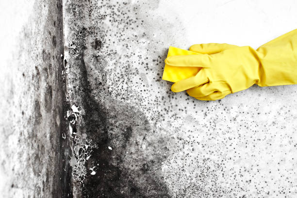 Best White Mold Remediation in Porterdale, GA