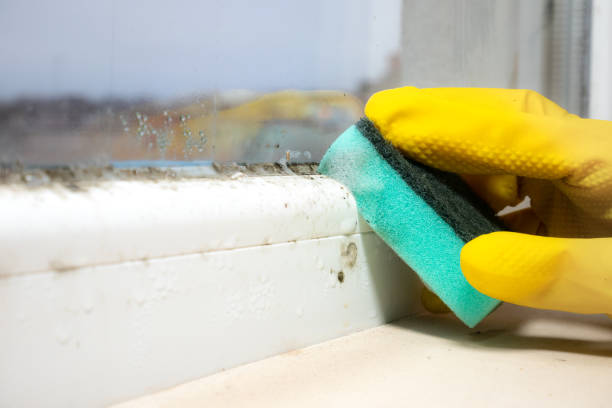 Best DIY Mold Remediation Support Services in Porterdale, GA