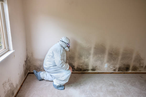 Best DIY Mold Remediation Support Services in Porterdale, GA