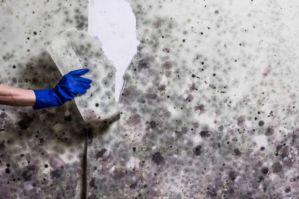 Best Attic Mold Remediation in Porterdale, GA
