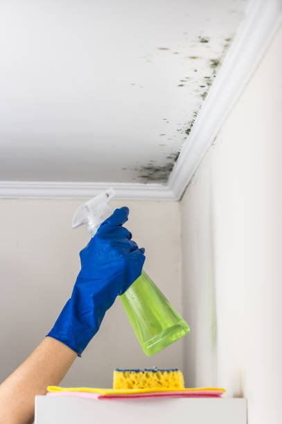 Best Black Mold Remediation in Porterdale, GA